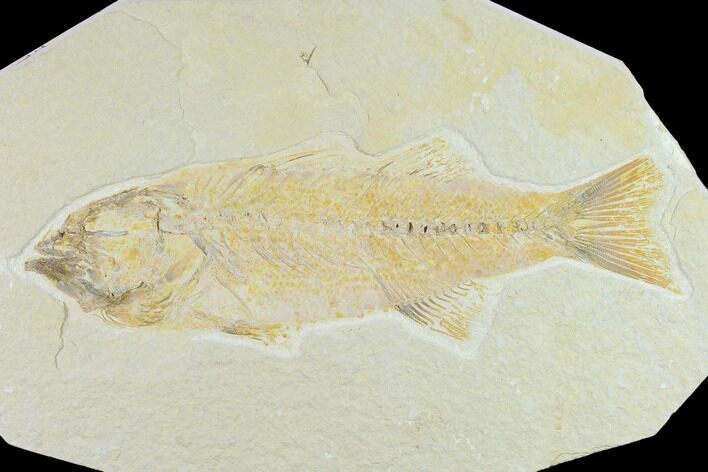 Bargain 8.2" Fossil Fish (Mioplosus) - Uncommon Species